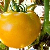 Томат Рідне Сонце, 15 насінин
