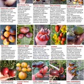 насіння томатів, 10-30 насінин ,в залежності від сорту