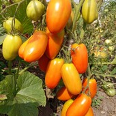 томат безрозсадний Червоний кристал, 15 насінин