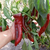 Велетенський солодкий перець Іпанський мамонт 15 насінин