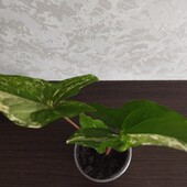 Редкий сингониум Империал Вайт, c хорошими корнями