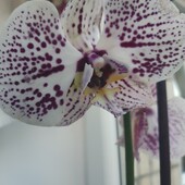 Шикарна орхидея, одна на вибор