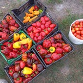 300 насінин Суміш солодкого перцю. Супер Рекомендую