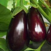 Moravo Seed, Чехія. Насіння баклажану Неро.