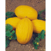 Horus, Італія.Диня Ругосо ді Косенца. Солодка, довго зберігається.
