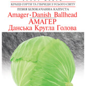 Капуста Амагер. 150 шт! Пізня. Для квашення та зберігання.