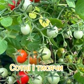 Томат кімнатний Сотні і тисячи