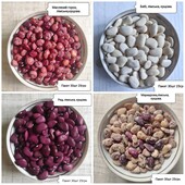 Квасоля лімська витка і кущова на посадку для розведення, врожаю 2025.