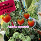 Томат кімнатний Акробат