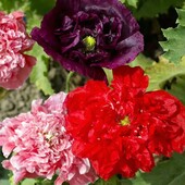 Насіння яскравих квітів для вашої клумби. Лот 1шт