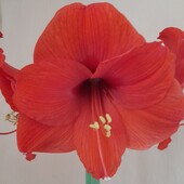 Амориліс кімнатний цибулинки(дітки)