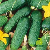 Голландія! Огірок Соната F1 !Rijk Zwaan.