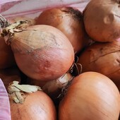 Цибуля ріпчаста лук - лот 10 кг