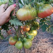 Дуже смачний високорослий томат крупноплодний Лампа Алладіна