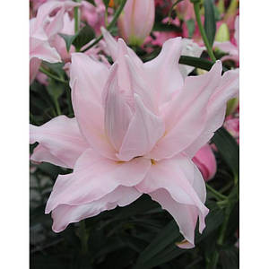 Фото №1 class=