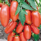 Томат Кібіц, 15 насінин