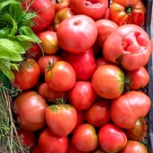 Суміш насіння смачних м'ясистих томатів Волове серце, Батяня та Жовтий