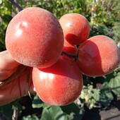 томат Персик ( Бархатний Піжон), 10 насінин