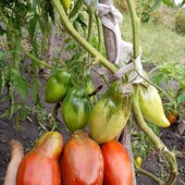 томат Вороний жеребець, 15 насінин