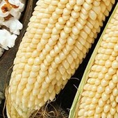 Кукурудза попкорн Динаміт 10 грам насінин.