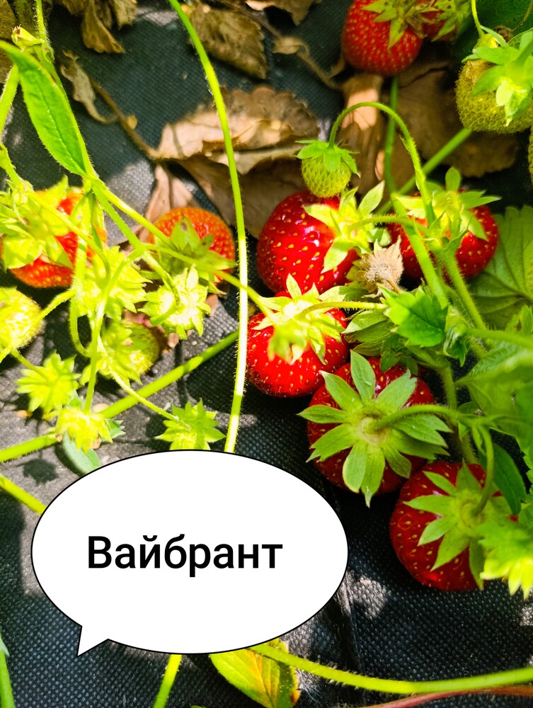 Фото №1