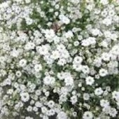 Насіння Гіпсофіла багаторічна біла (0,1г) Повітряна ніжність у кожному суцвітті! ✨