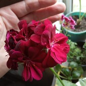 плющелистная пеларгония