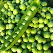 Насіння Гороху Альфа (10г) Надранній, урожайний і надзвичайно смачний сорт!