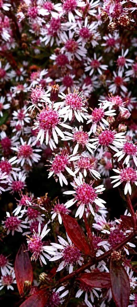 Фото №1