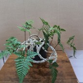 Папоротник Даваллия