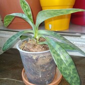 Пафіопеділум Мауді (Paphiopedilum Maudiae), доросла дитинка. Рідкість