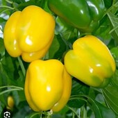 Перець Асті жовтий