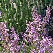 непета(котовник) Pursian Blue у горщику 0,25л