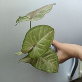 Сингониум конфетти.