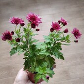 Хризантемки