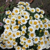 Мультифлора